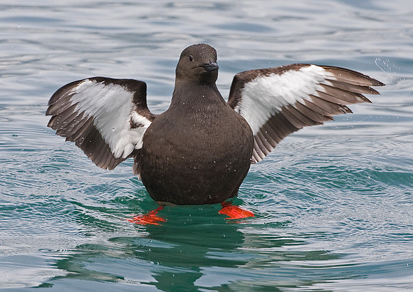 Black Guillemot - 22