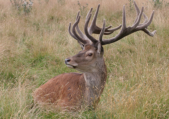 Red Deer