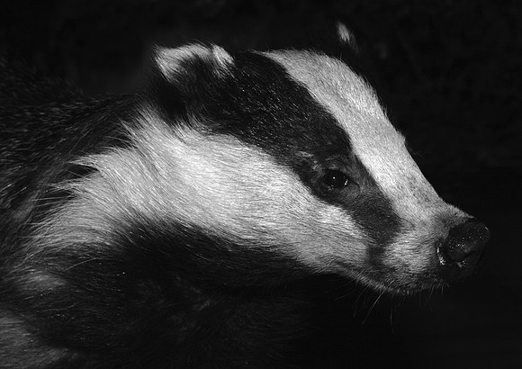 Badger