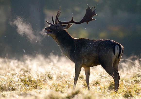 Fallow Deer