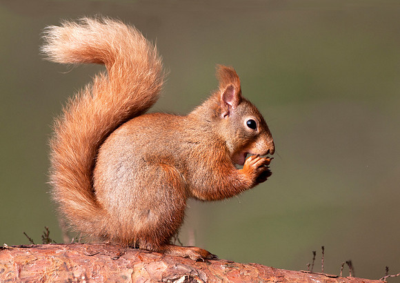 Red Squirrel