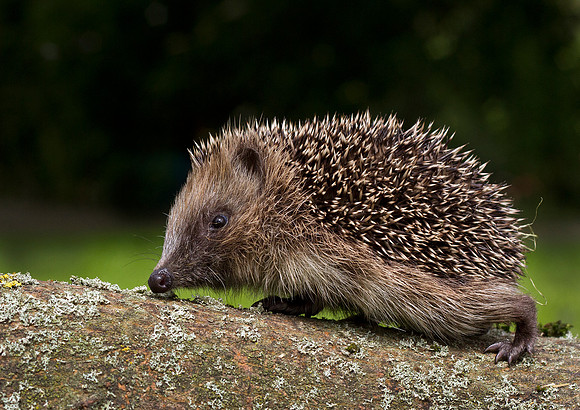 Hedgehog