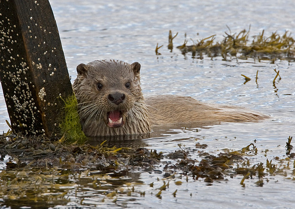 Otter