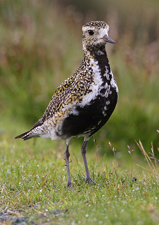Golden Plover