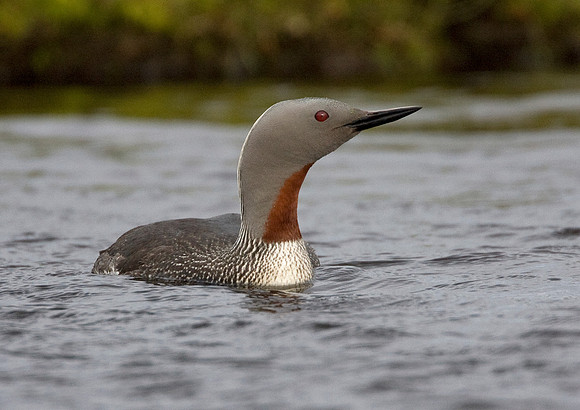 Red-throated Diver