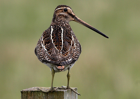 Snipe