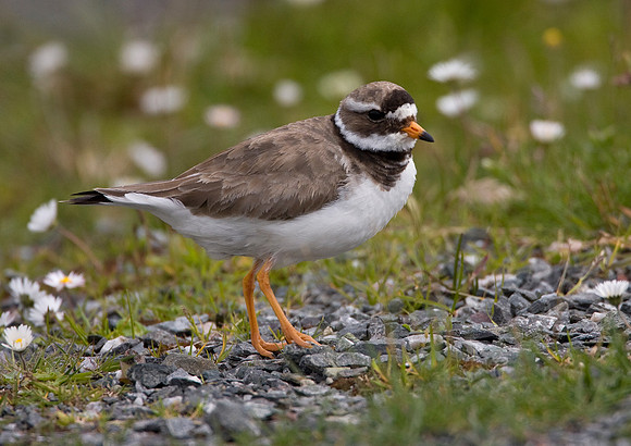 Ringed Plover