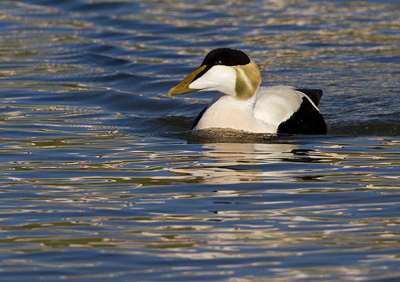 Eider