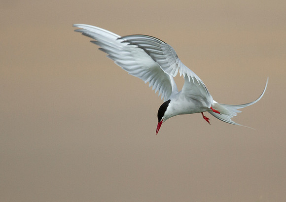 Arctic Tern