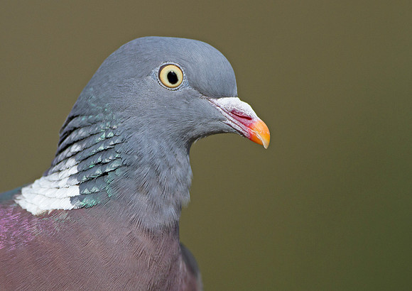 Woodpigeon