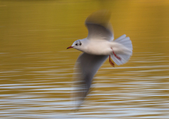 Black-headed Gull