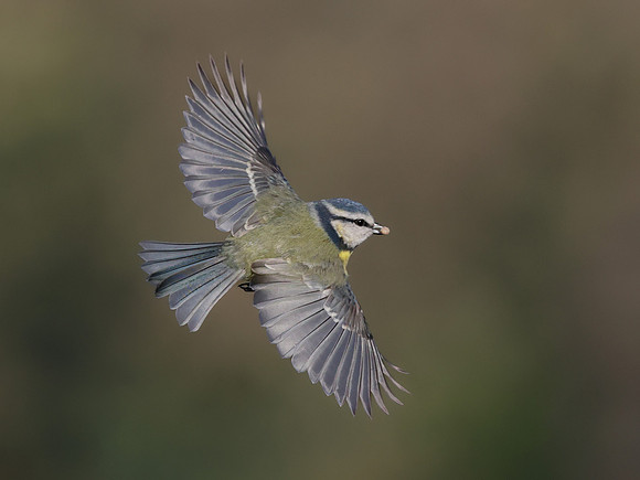 Blue Tit