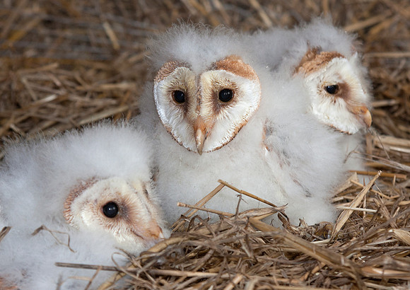 Baby Barn Owls