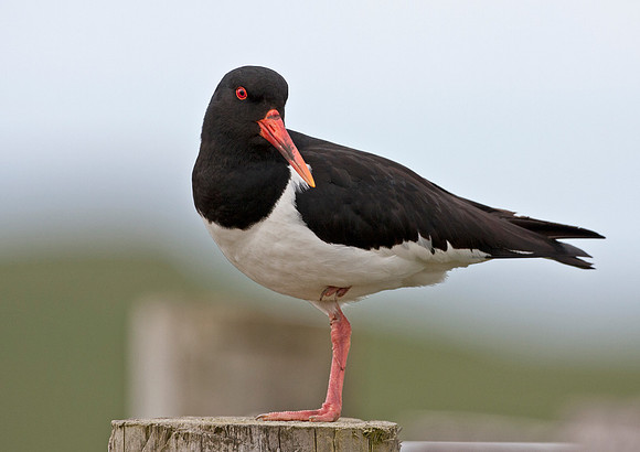 Oystercatcher