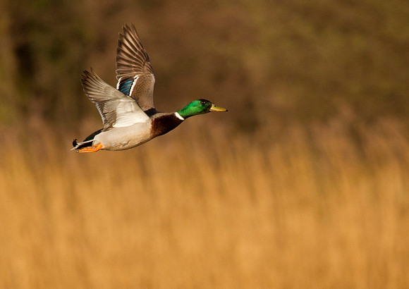 Mallard