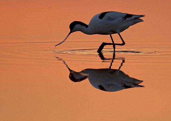 Avocet
