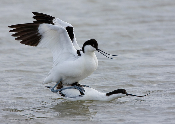 Avocets