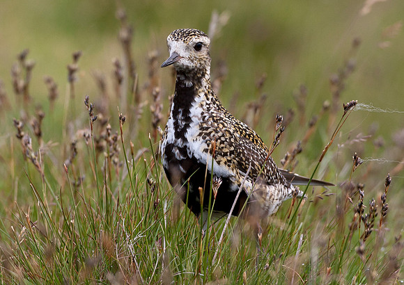 Golden Plover