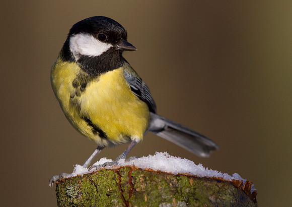 Great Tit