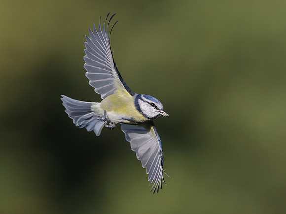 Blue Tit