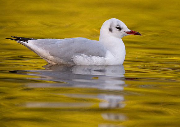 Black-headed Gull