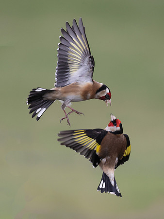 Goldfinch Battle