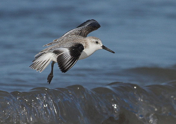 Sanderling