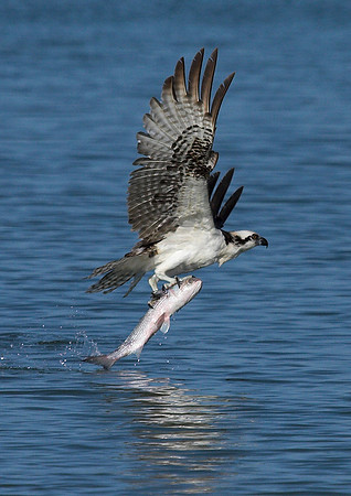 Osprey