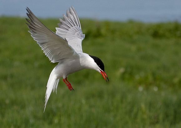 Common Tern