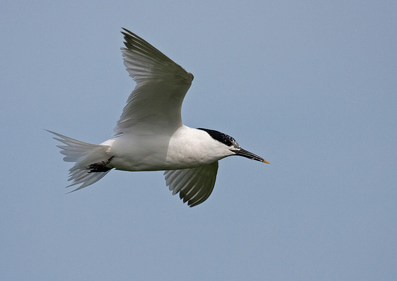 Sandwich Tern
