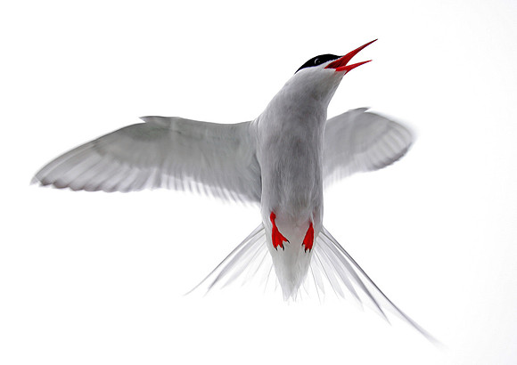 Arctic Tern