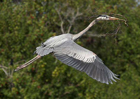 Great Blue Heron