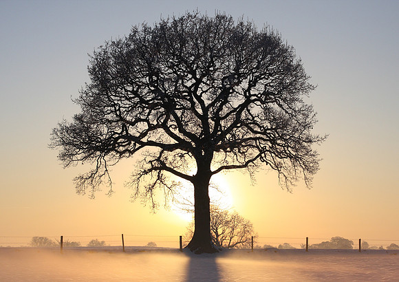 Winter Tree